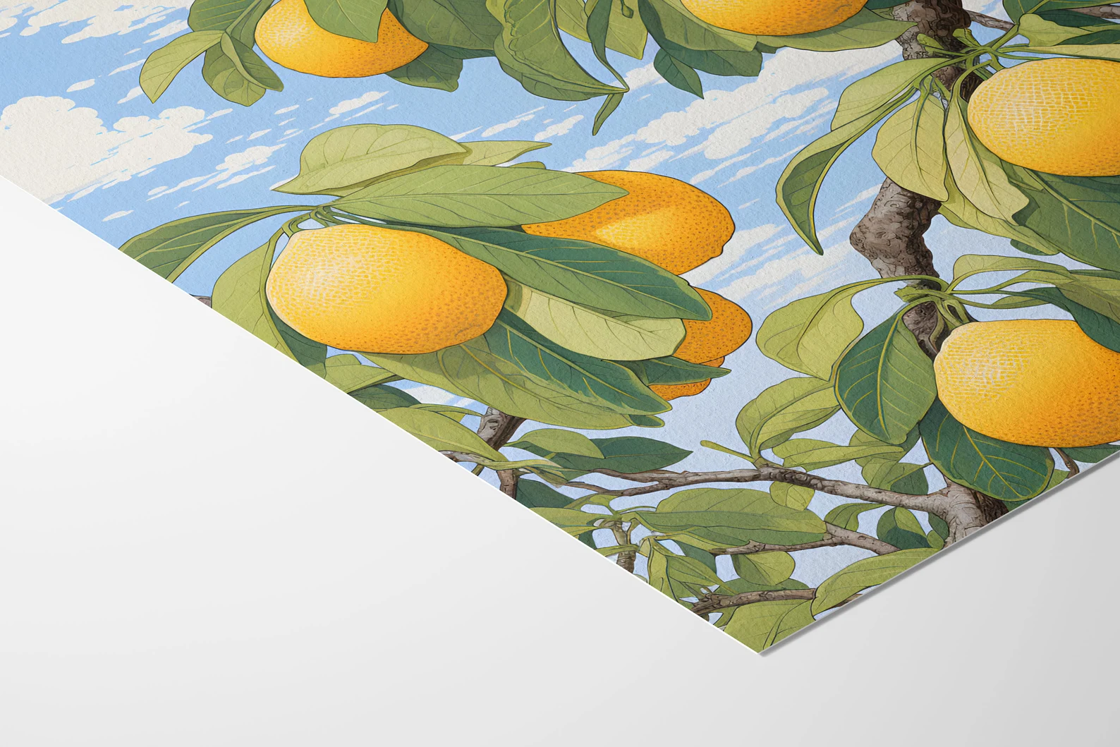 Citrus Maximus